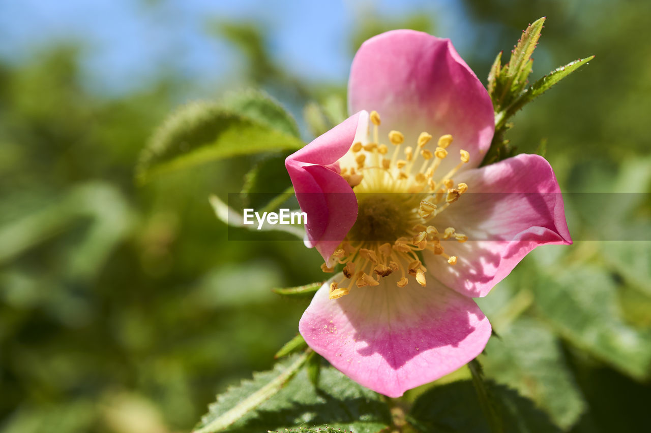 Close-up of pink flower blooming outdoors