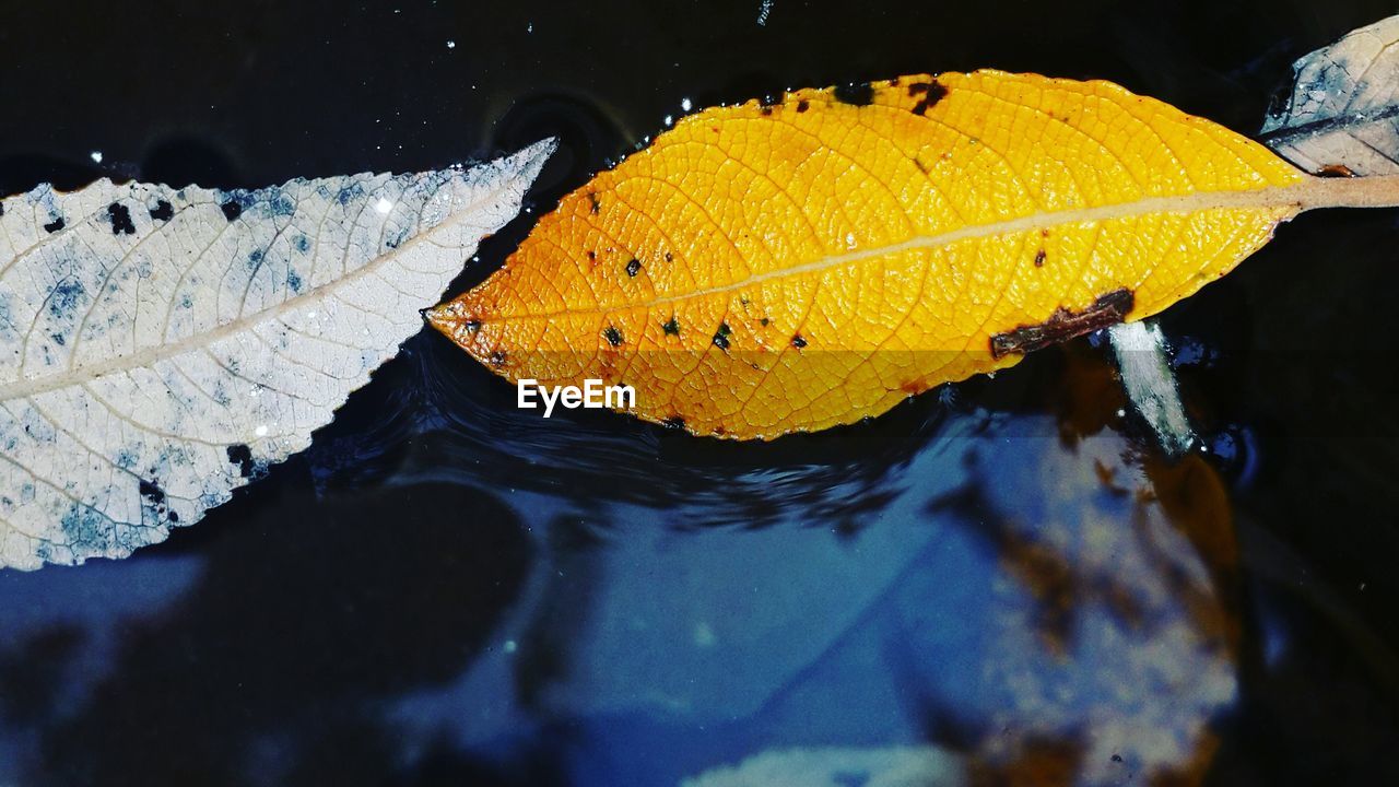 Directly above shot of fallen leaves in pond