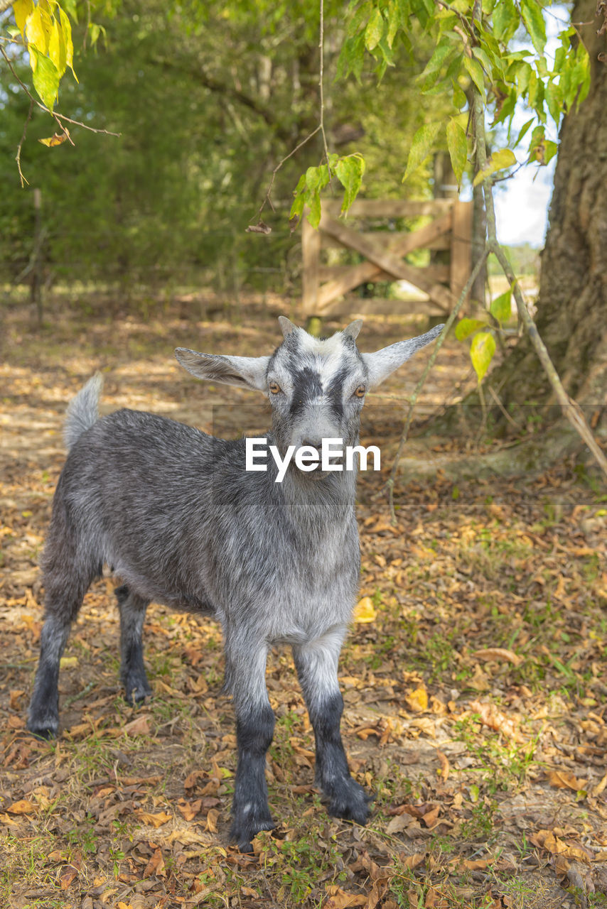 Animal portrait of a young myotonic goat from a local farm in tennessee, united states