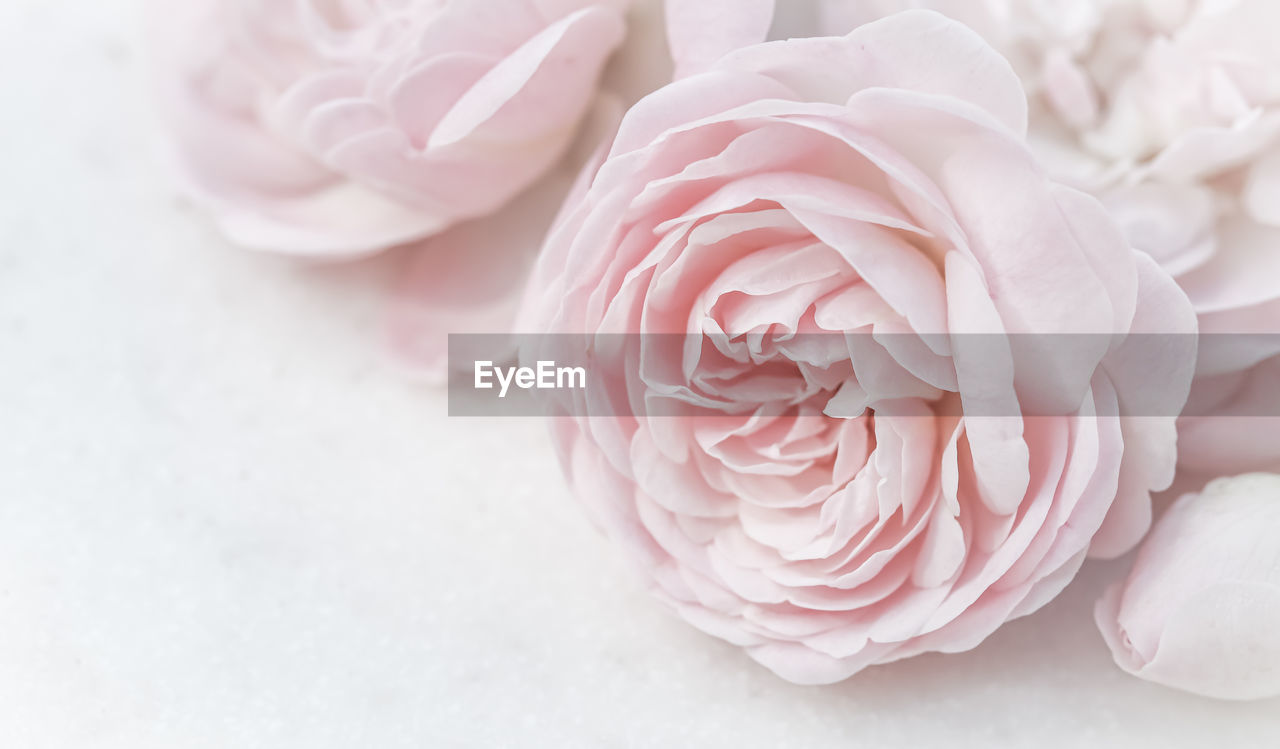 pink, flower, beauty in nature, plant, flowering plant, rose, freshness, petal, bouquet, close-up, white, nature, no people, fragility, flower head, inflorescence, indoors, love, studio shot, celebration, event, cut flowers, positive emotion, wedding