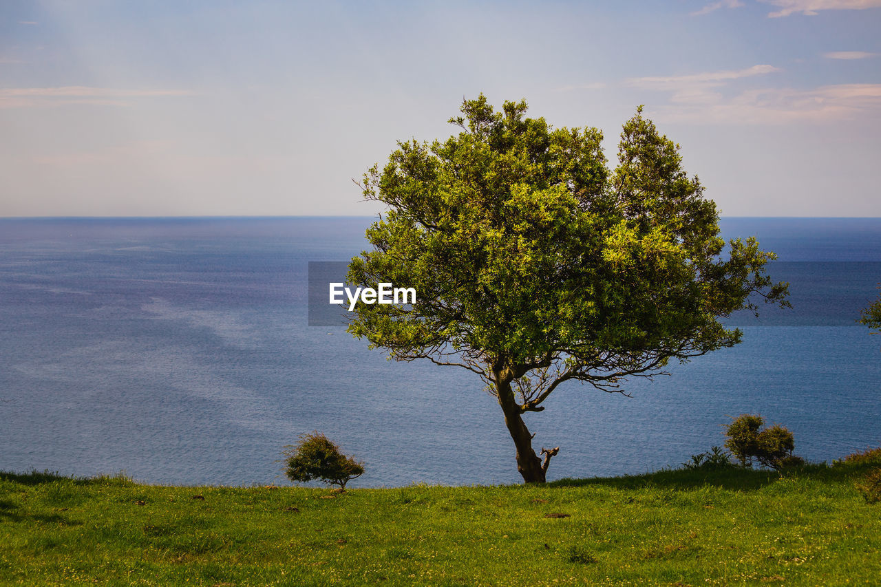 Tree by sea against sky