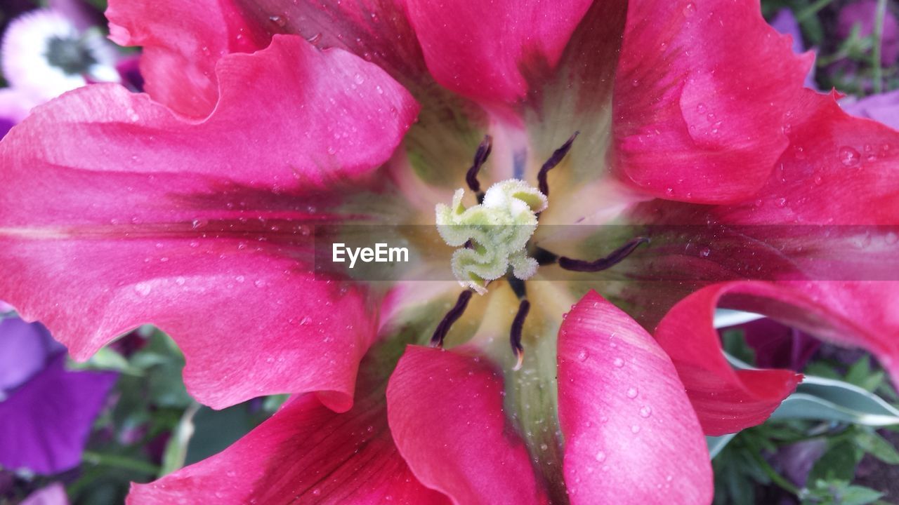 Extreme close-up of pink flower with dew drops