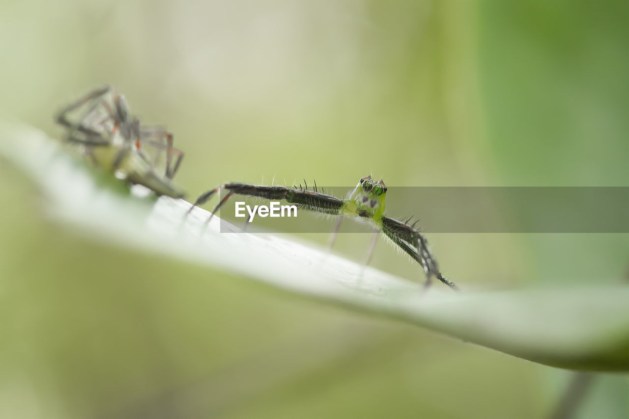 Close-up of spider