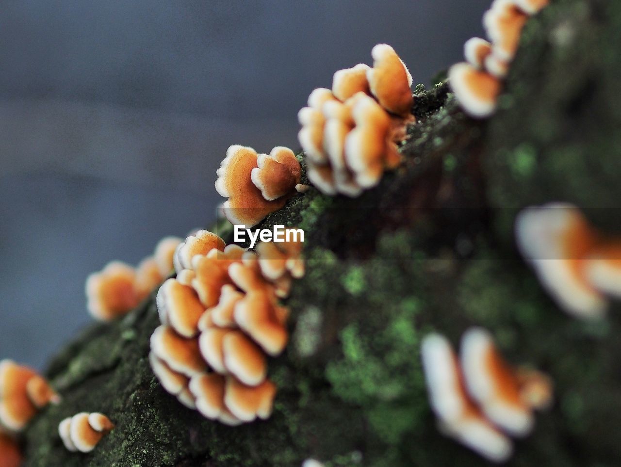 Close-up of fungi on tree trunk