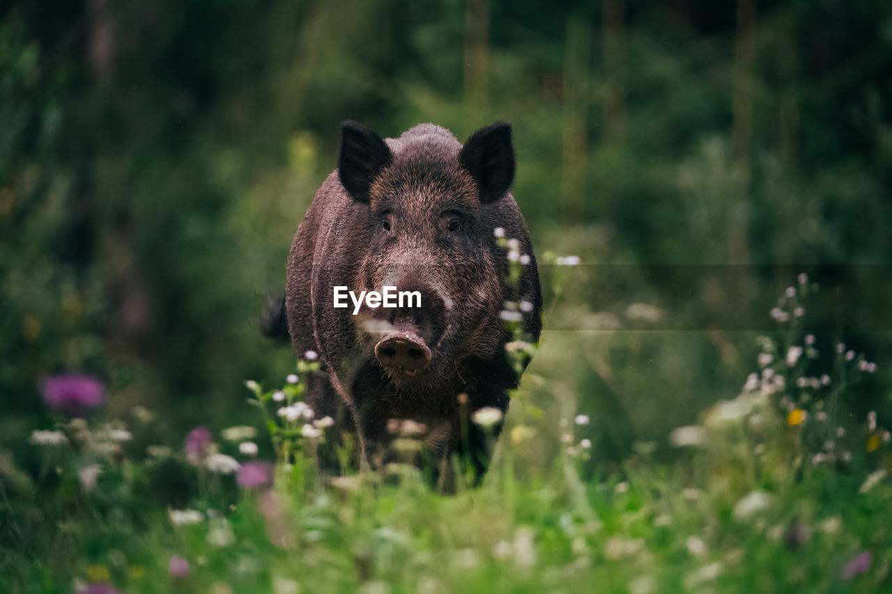 Portrait of pig in forest