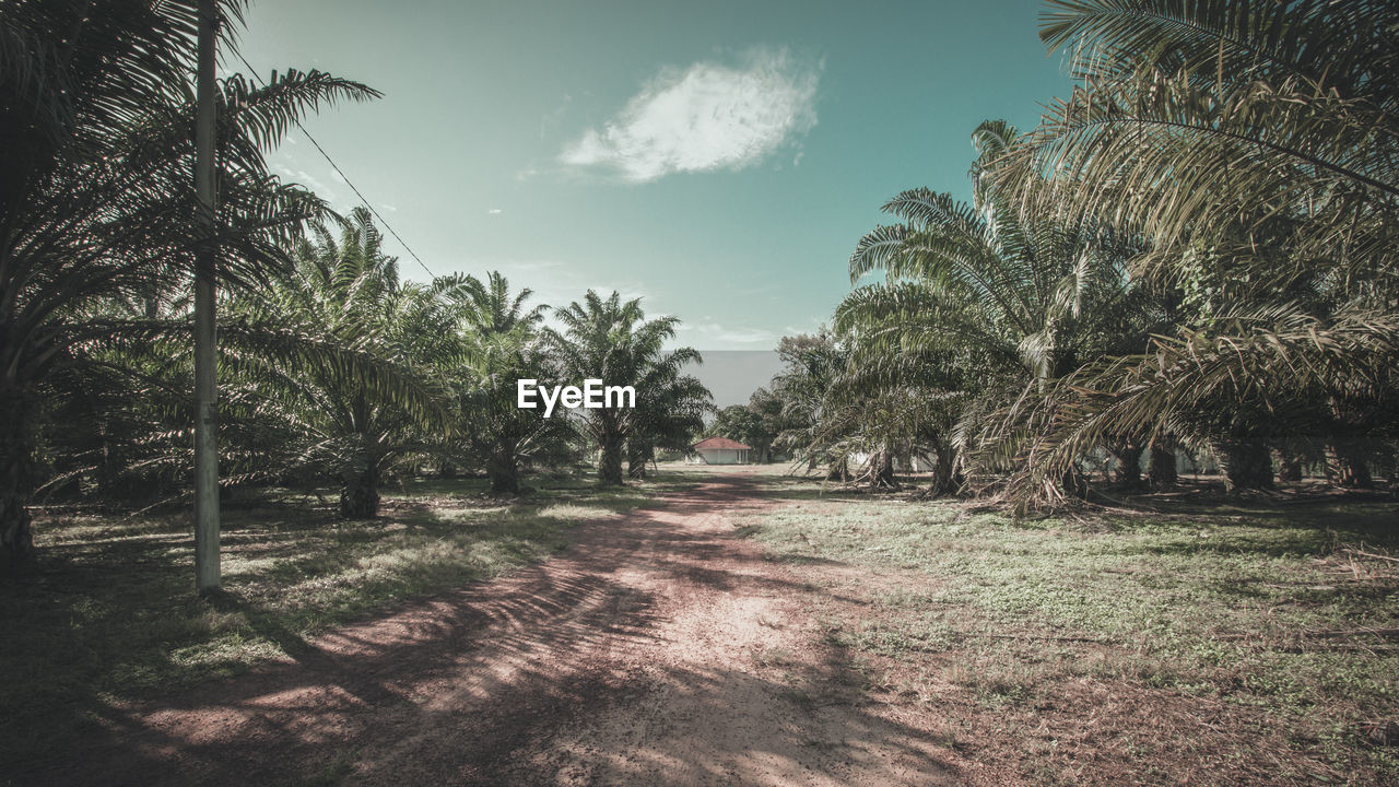 Palm trees on landscape against sky