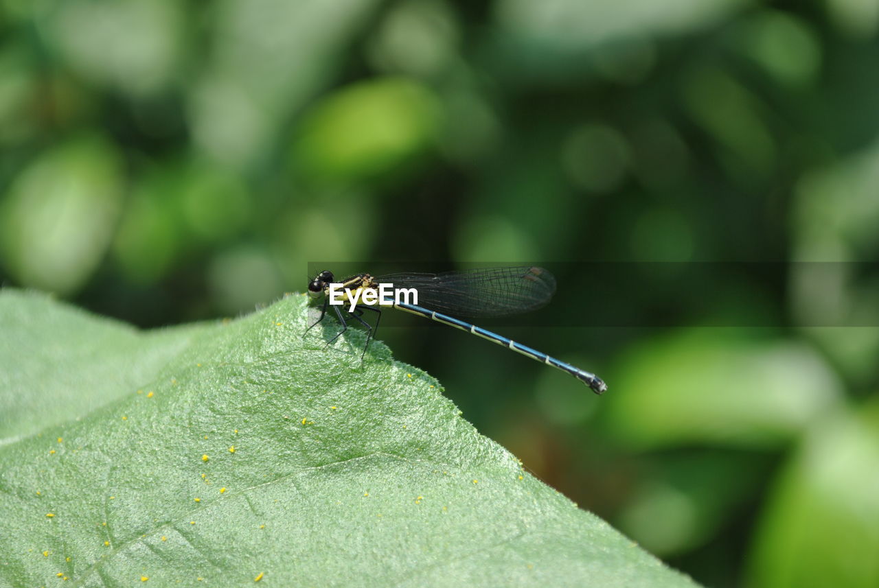 CLOSE-UP OF INSECT