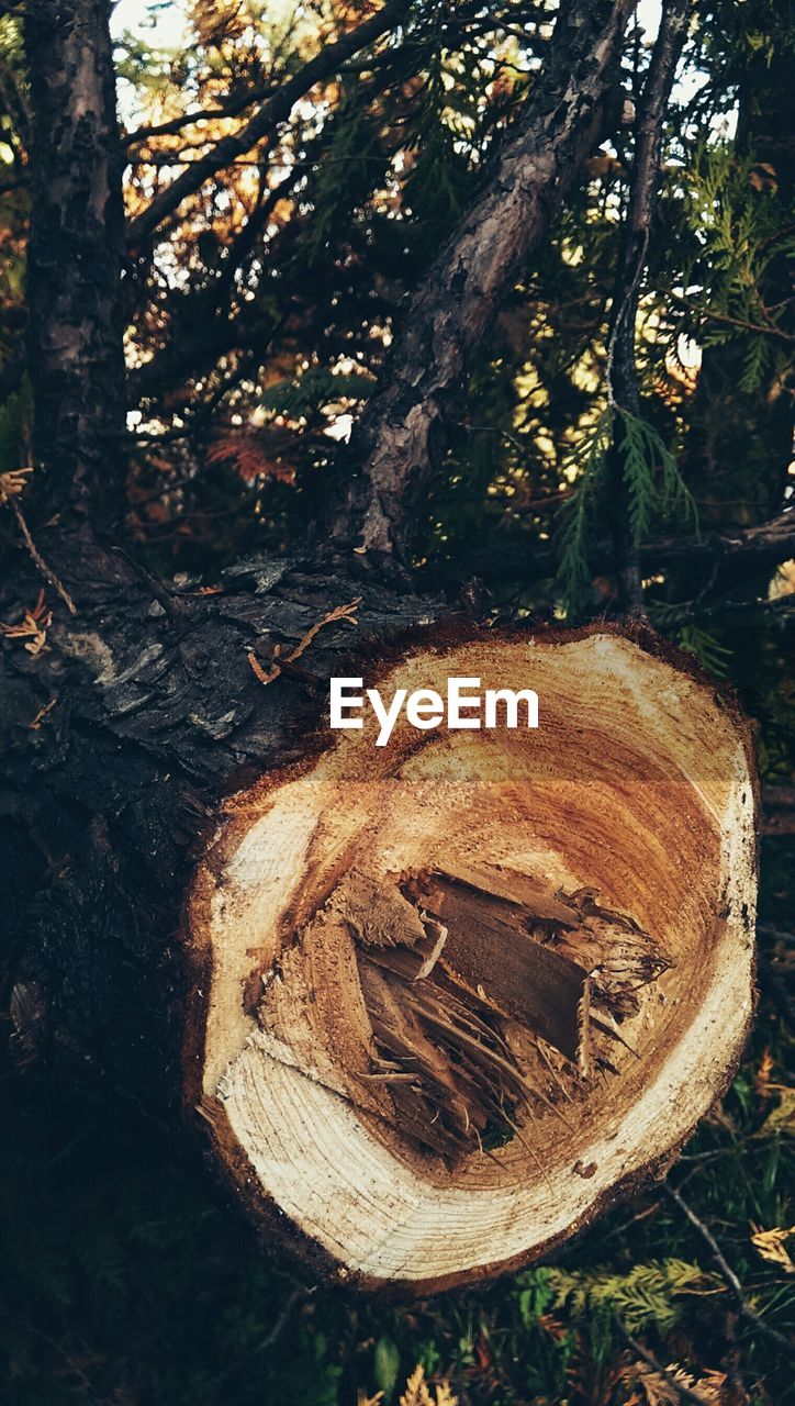 High angle view of tree stump in forest