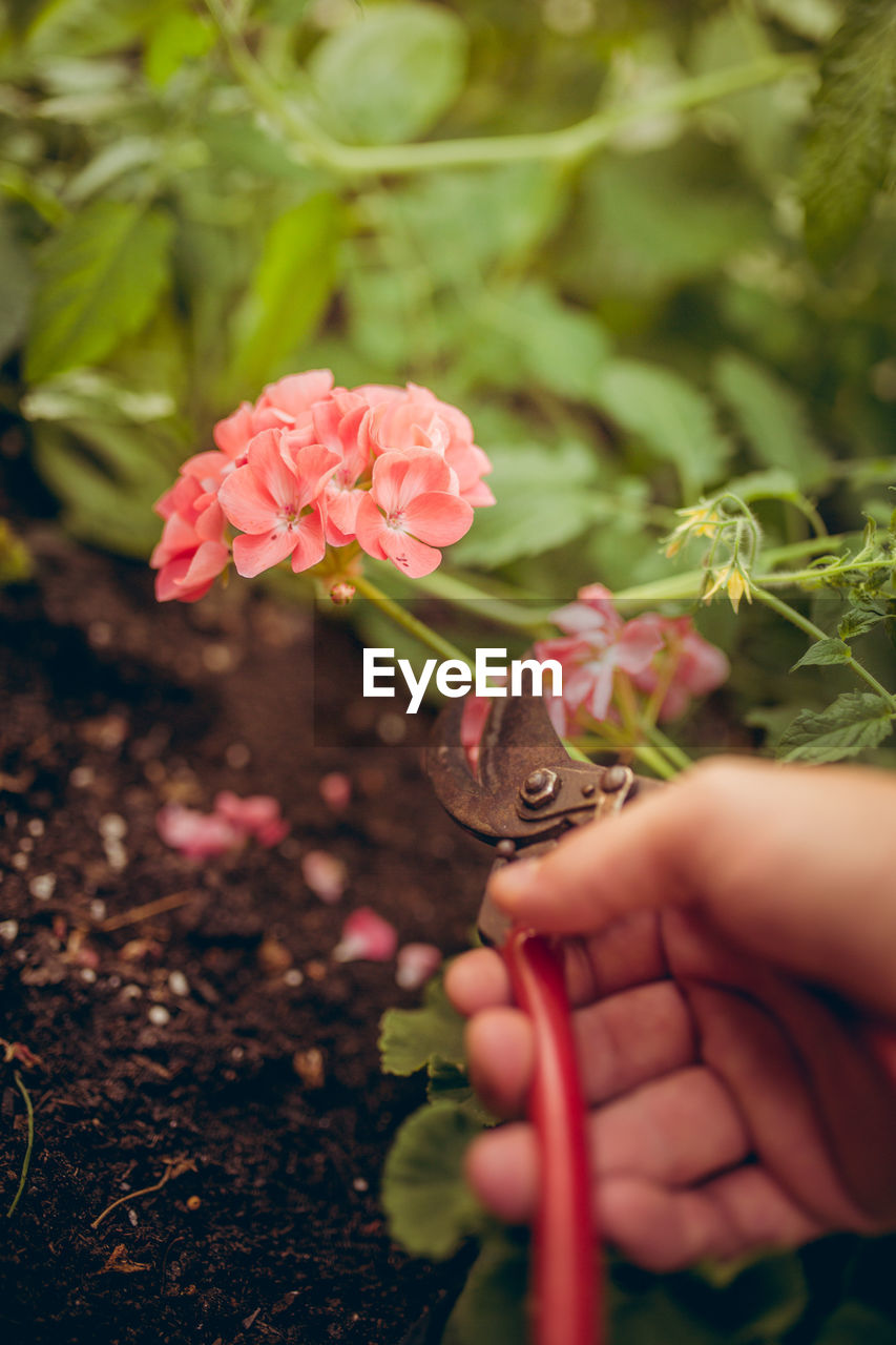 Cropped image of hand cutting flower with pruning shears