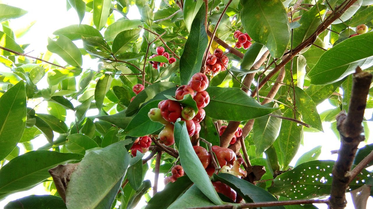 LOW ANGLE VIEW OF RED BERRIES ON TREE