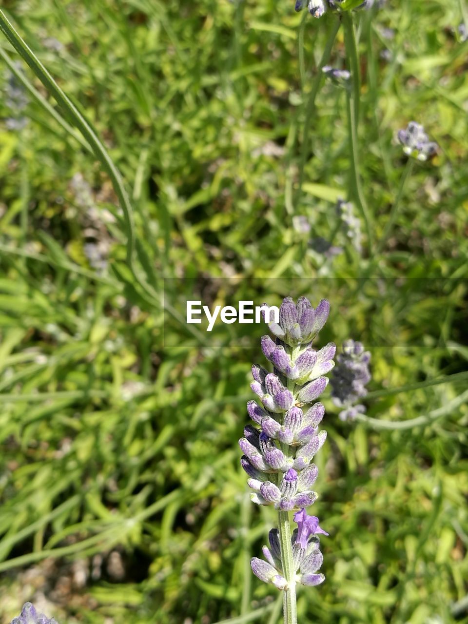 CLOSE-UP OF PURPLE FLOWERS ON FIELD