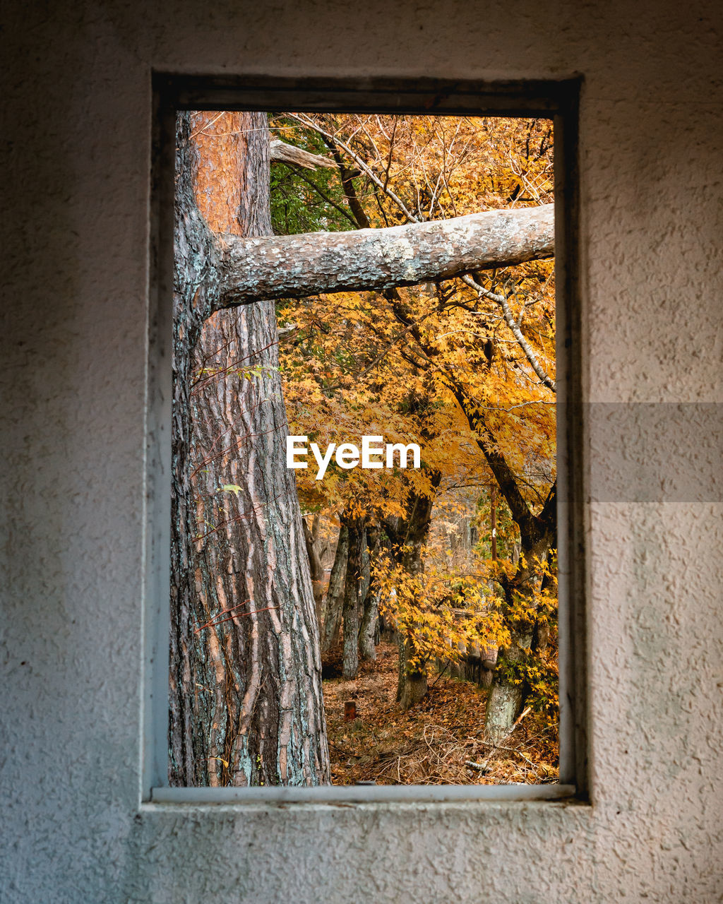 Autumn through a window