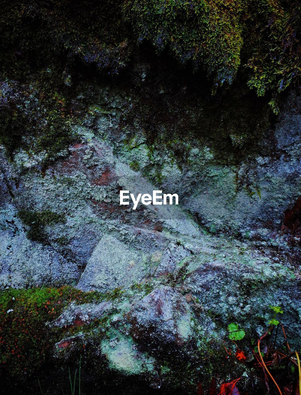 CLOSE-UP OF LICHEN ON ROCK IN FOREST