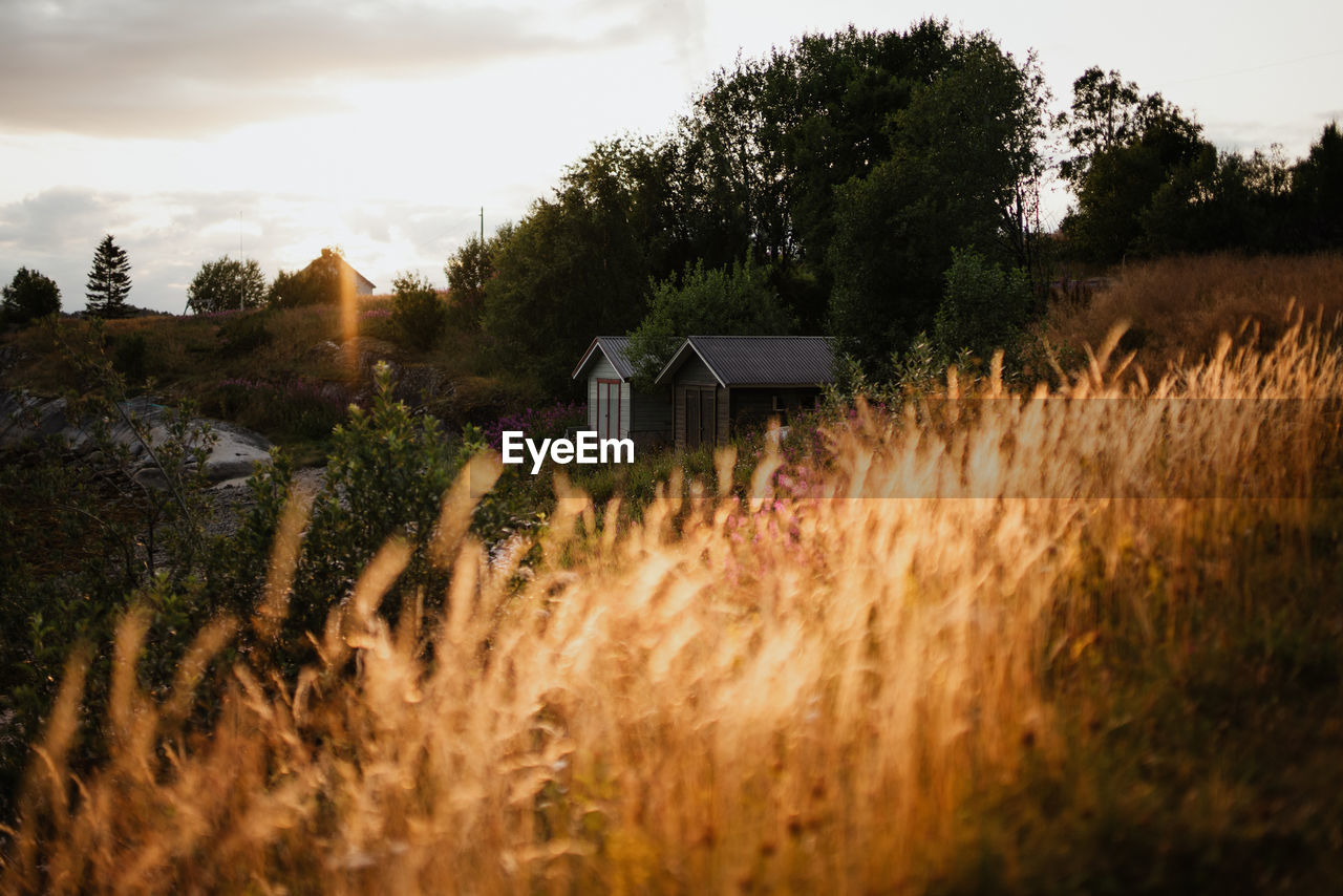 Plants growing on field by houses against sky