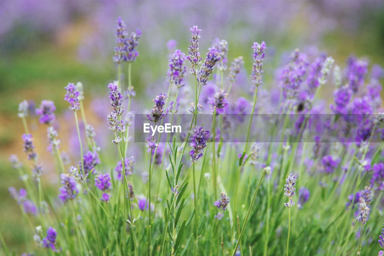 PURPLE FLOWERS BLOOMING ON FIELD