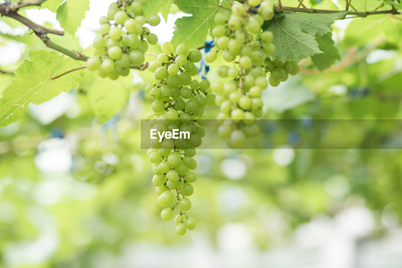 Close up young green grape in champagne vineyards, bunches of ripe grapes before harvest.