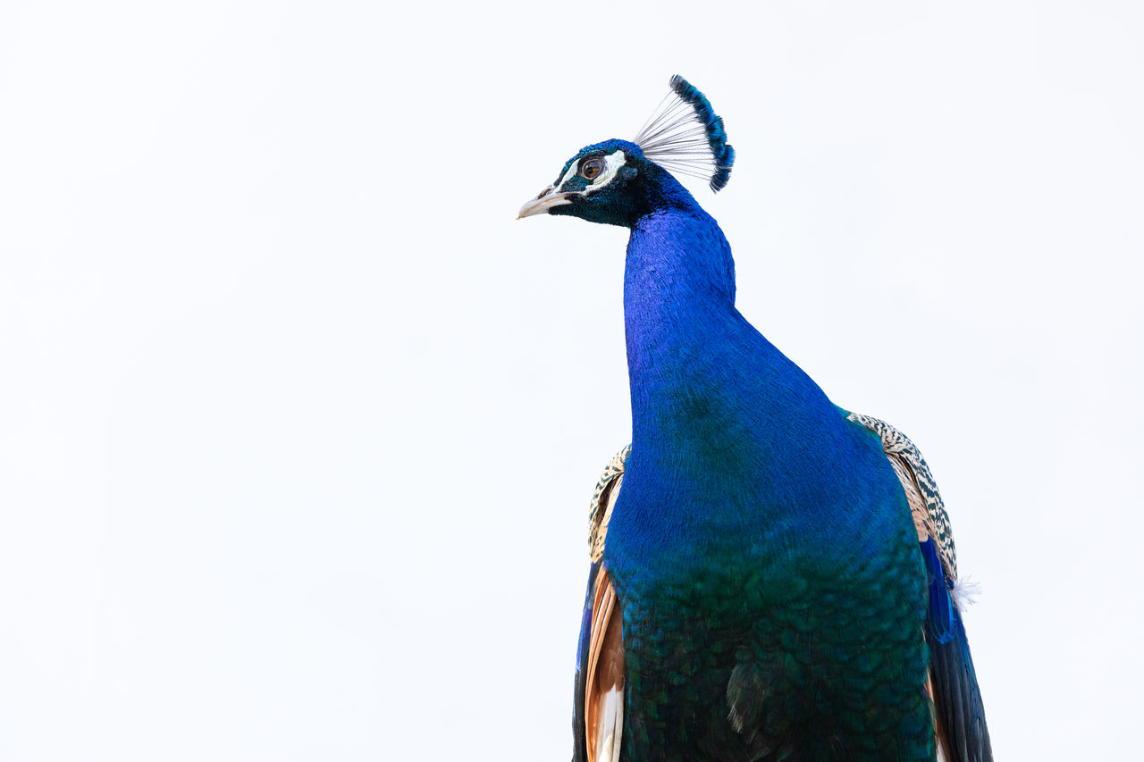 Portrait of peacock bird looking to the left in front of a white wall in a park