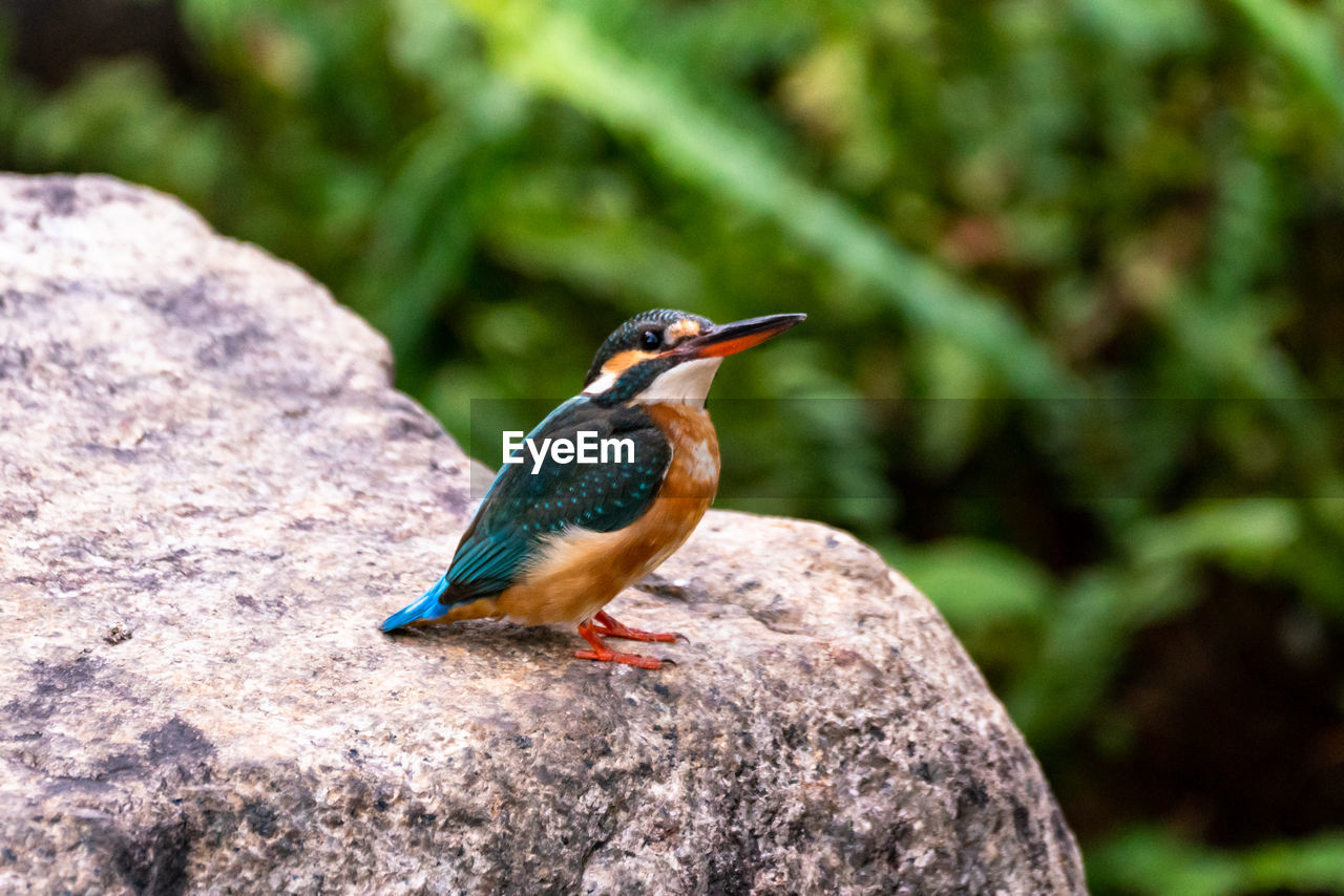 animal themes, animal, animal wildlife, bird, wildlife, one animal, nature, rock, beak, perching, green, focus on foreground, multi colored, full length, no people, beauty in nature, outdoors, side view, day, kingfisher, close-up, environment, animal body part, songbird