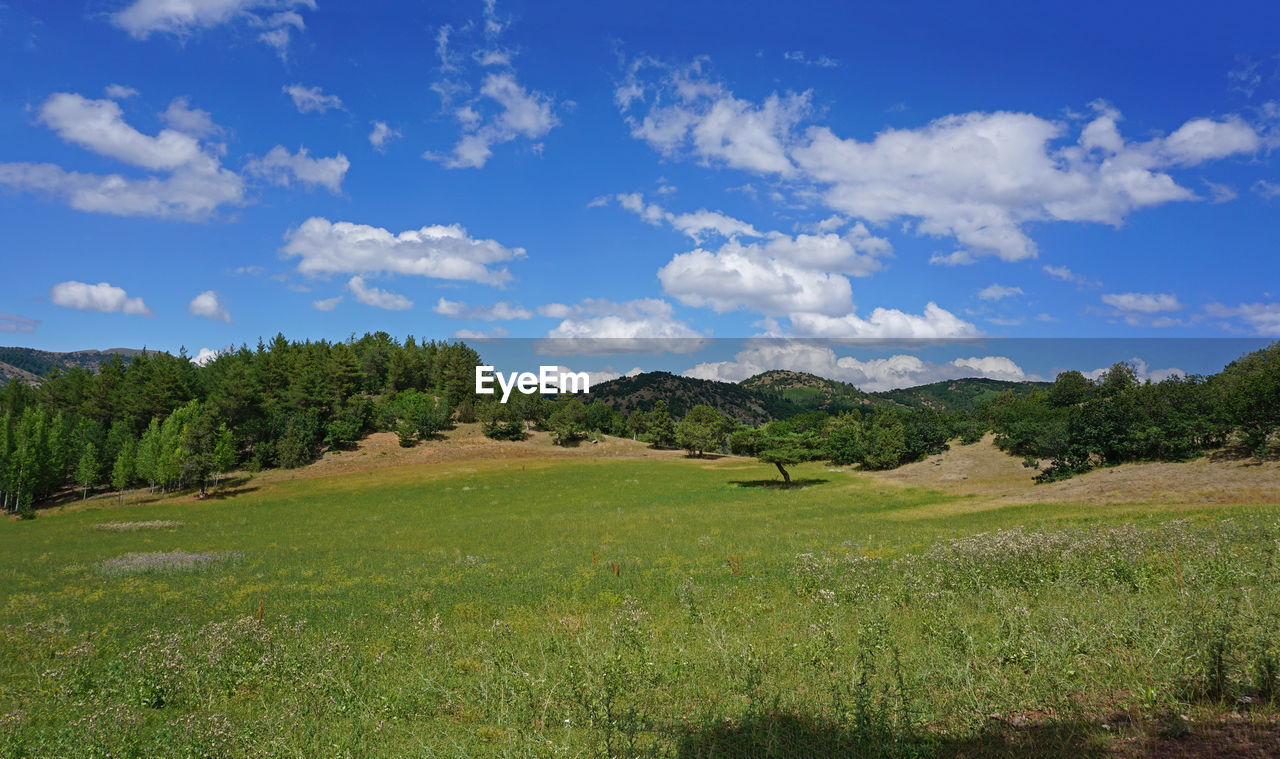 landscape, environment, plant, sky, grassland, land, scenics - nature, meadow, natural environment, grass, pasture, cloud, nature, beauty in nature, tree, hill, field, plain, green, no people, prairie, tranquility, plateau, rural scene, blue, non-urban scene, rural area, tranquil scene, outdoors, forest, horizon, travel, wilderness, day, travel destinations, agriculture, summer, mountain range, tourism, social issues, growth, coniferous tree