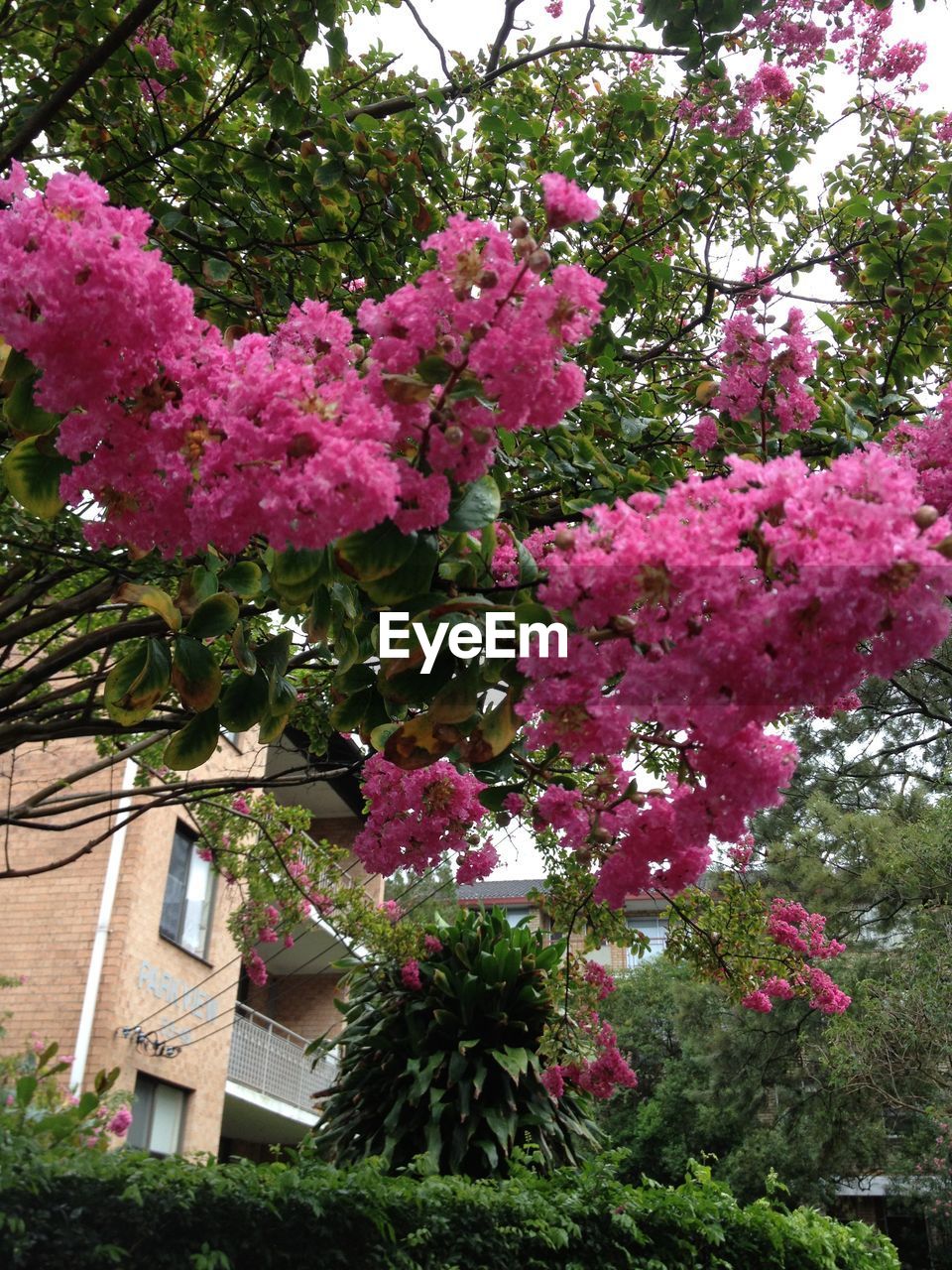 LOW ANGLE VIEW OF PINK FLOWERS ON TREE