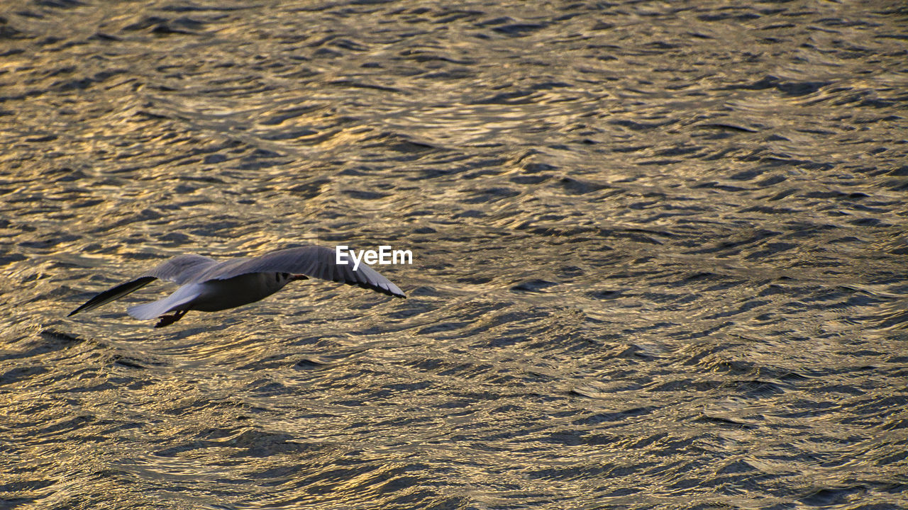 High angle view of seagull flying over sea