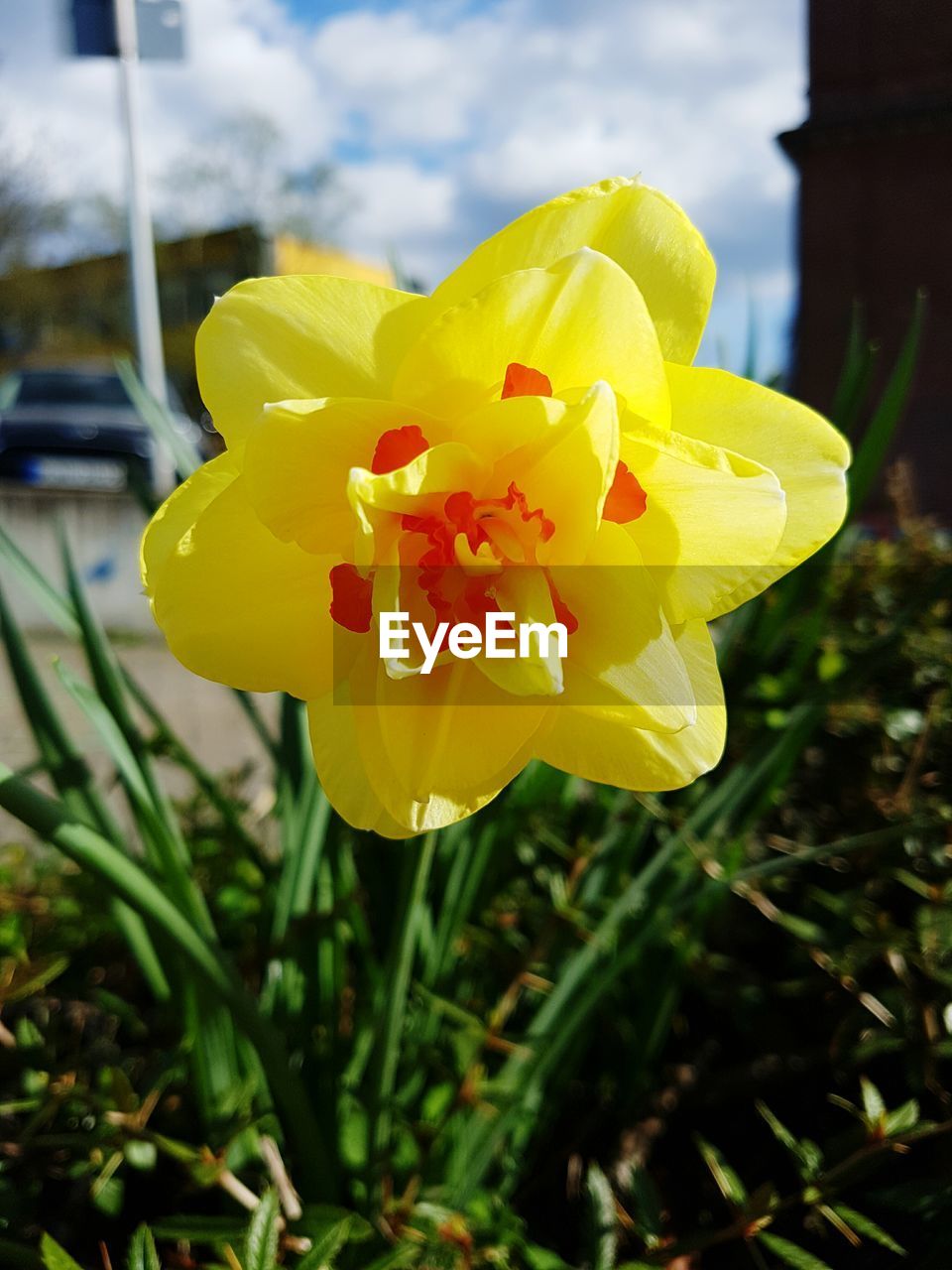 CLOSE-UP OF YELLOW FLOWER