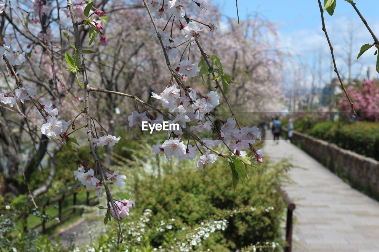 Close-up of cherry blossom tree in park