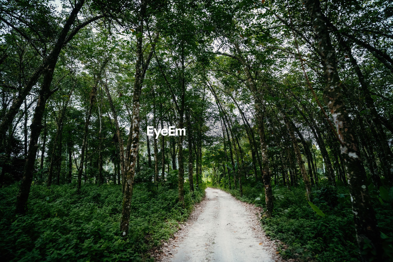 Natural tunnel of rubber plantation in malaysia. rubber plantation .