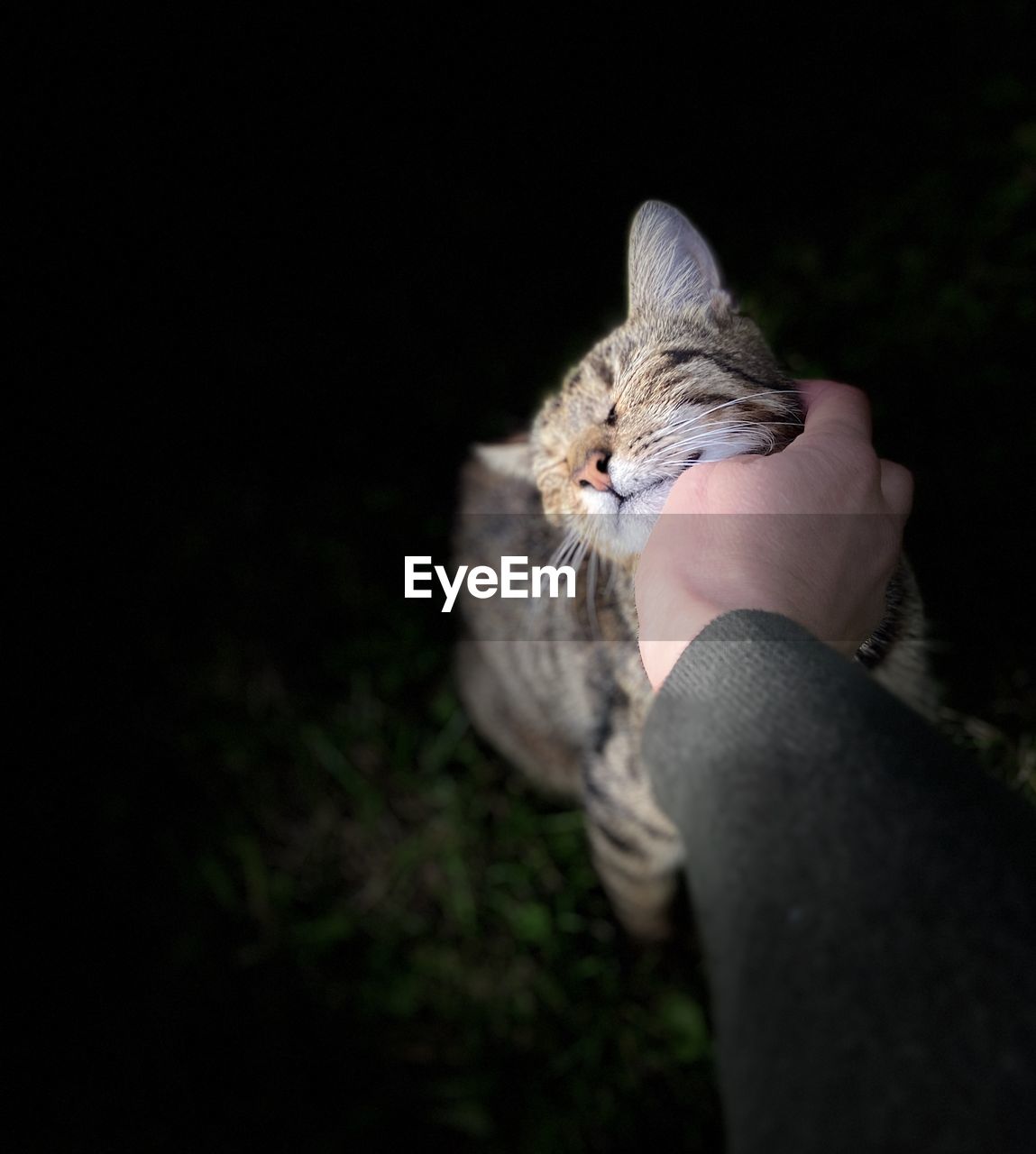 PERSON HOLDING CAT AGAINST BLACK BACKGROUND
