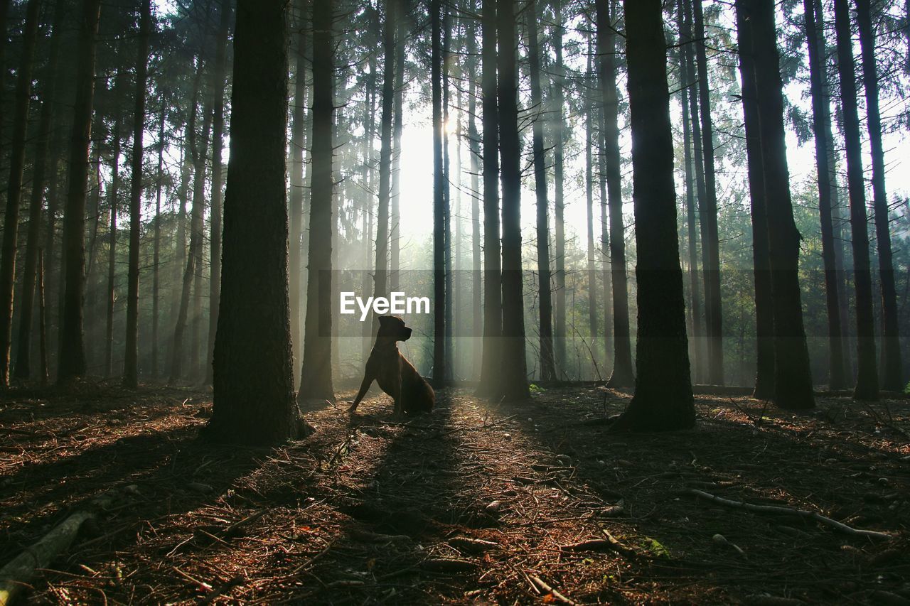 Low angle view of dog in forest