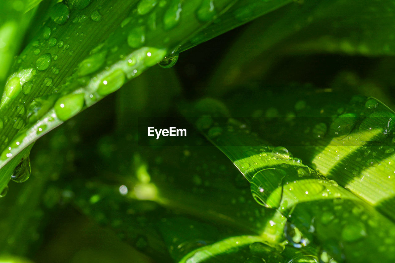 Close-up of raindrops on leaves