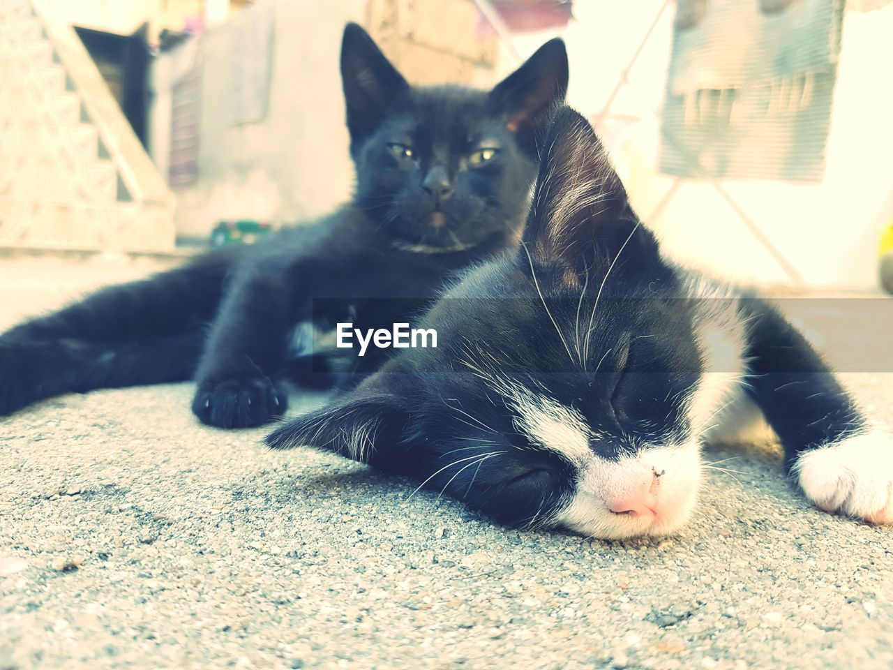 Black cats resting on footpath