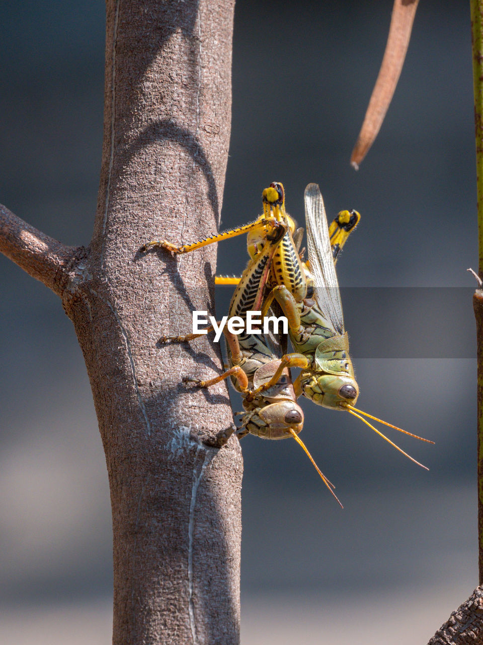 animal themes, animal wildlife, animal, macro photography, wildlife, yellow, one animal, close-up, nature, tree, branch, insect, outdoors, plant, spring, no people, tree trunk, leaf, trunk, focus on foreground, animal body part, climbing, day