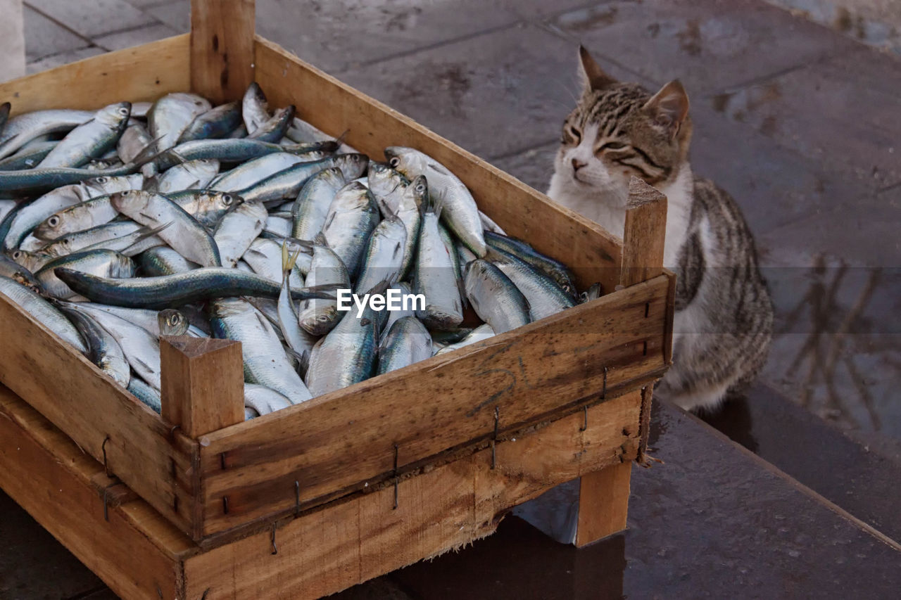 Cat on floor looking at a box of fish 