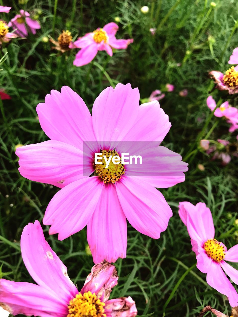 CLOSE-UP OF COSMOS FLOWER BLOOMING OUTDOORS