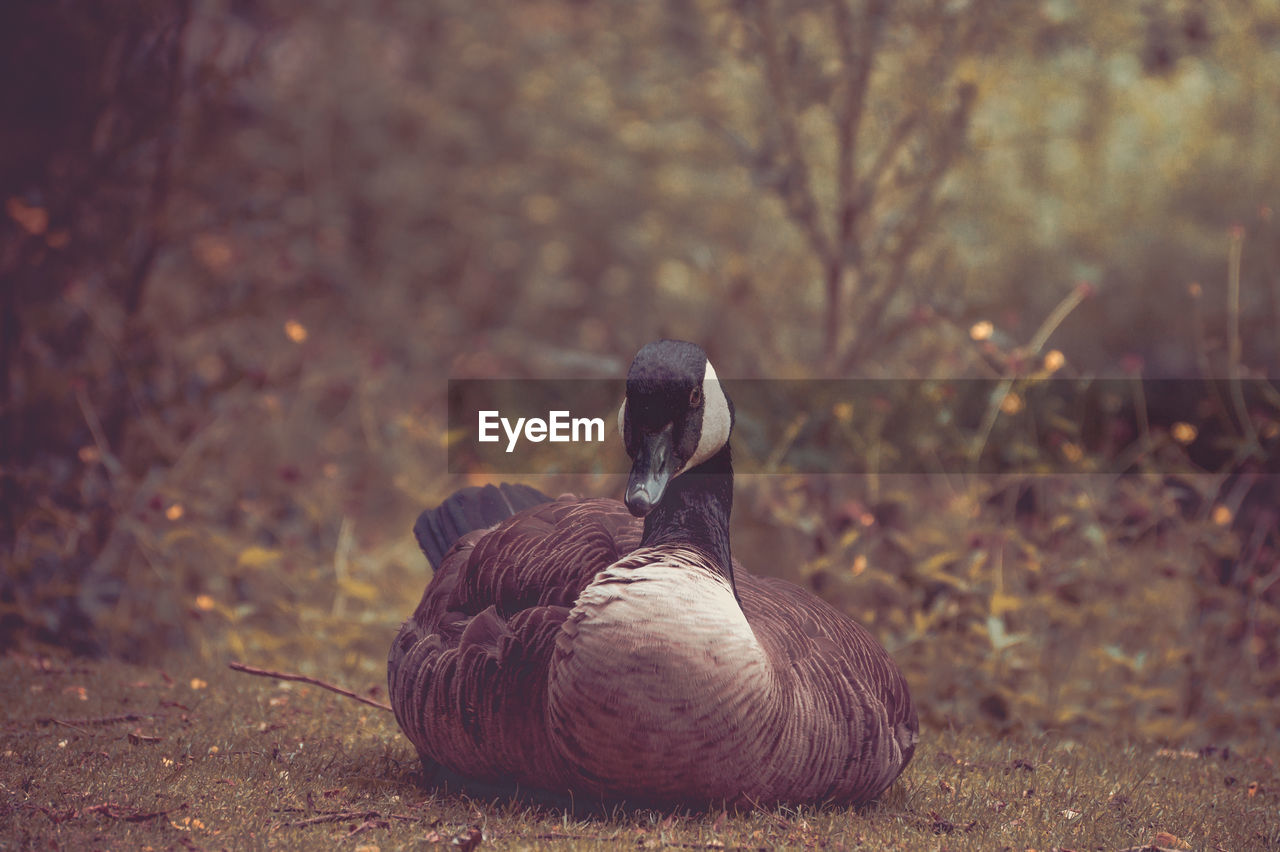 Close-up of canada goose on field