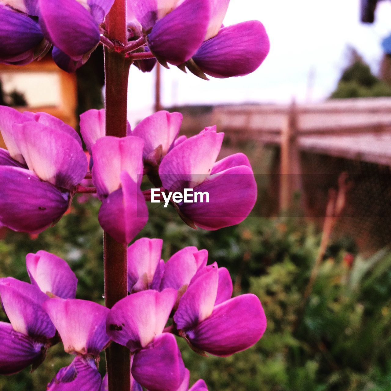 CLOSE-UP OF PINK FLOWERS GROWING ON BRANCH