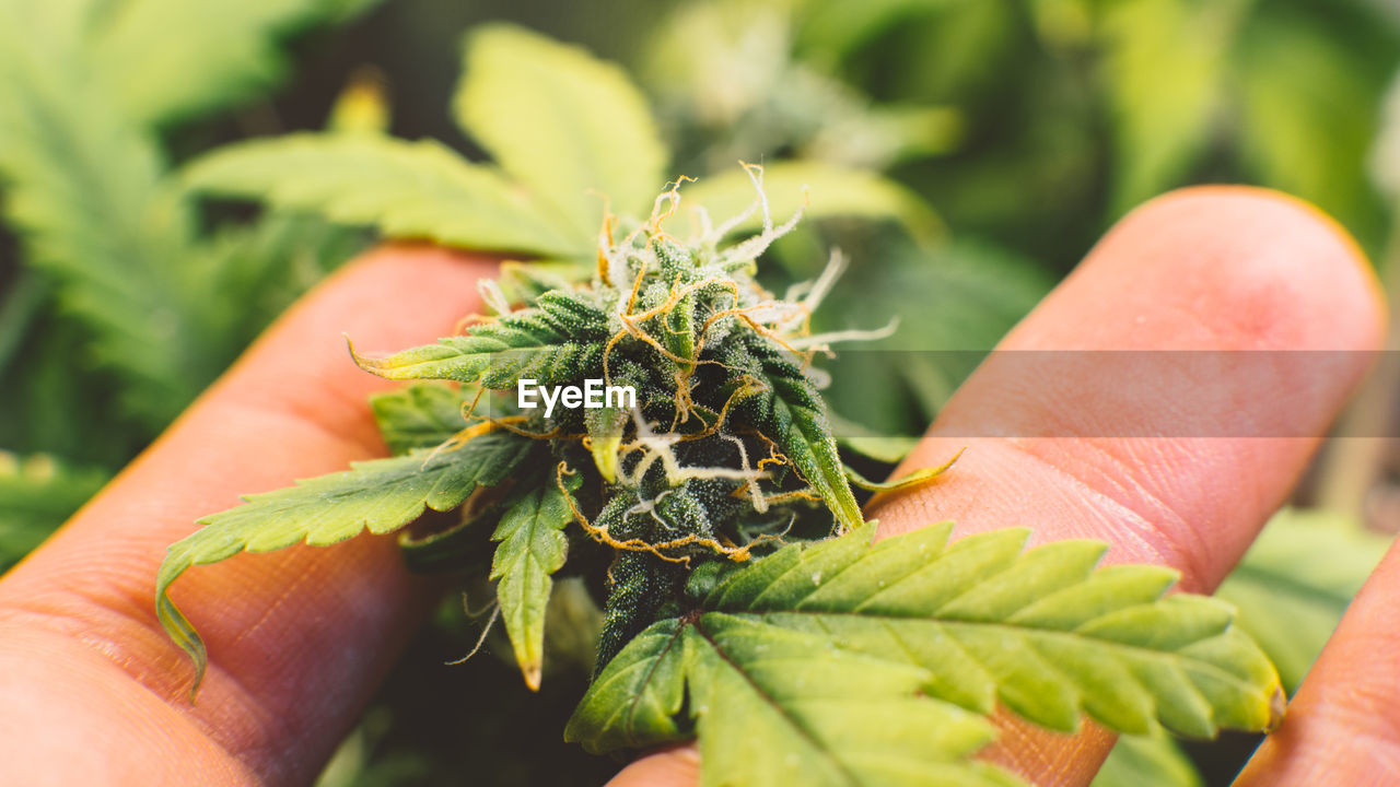 Close-up of hand holding medical cannabis