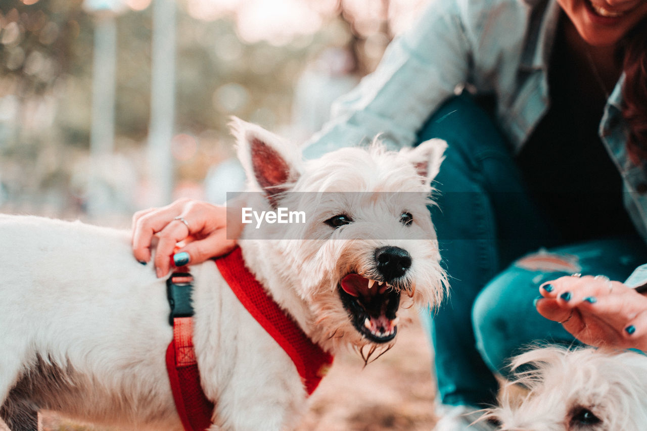 Happy west hightland white terrier