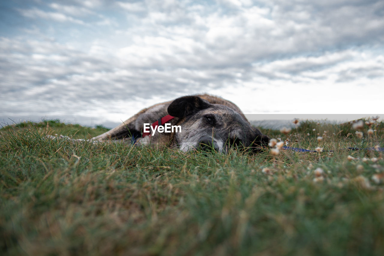 View of a dog relaxing on field