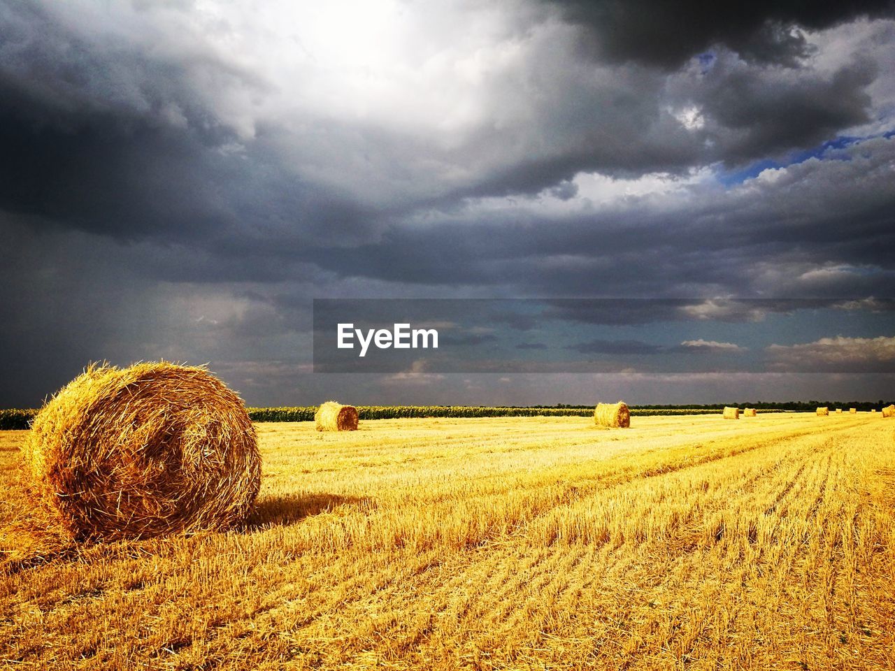 HAY BALES ON FIELD AGAINST SKY IN BACKGROUND