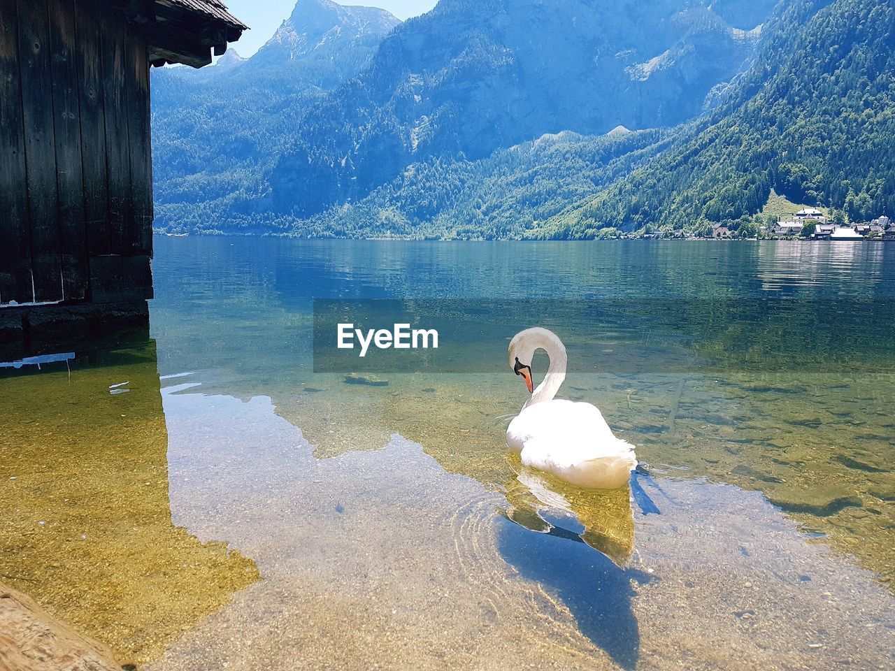 SWANS SWIMMING ON LAKE AGAINST MOUNTAINS