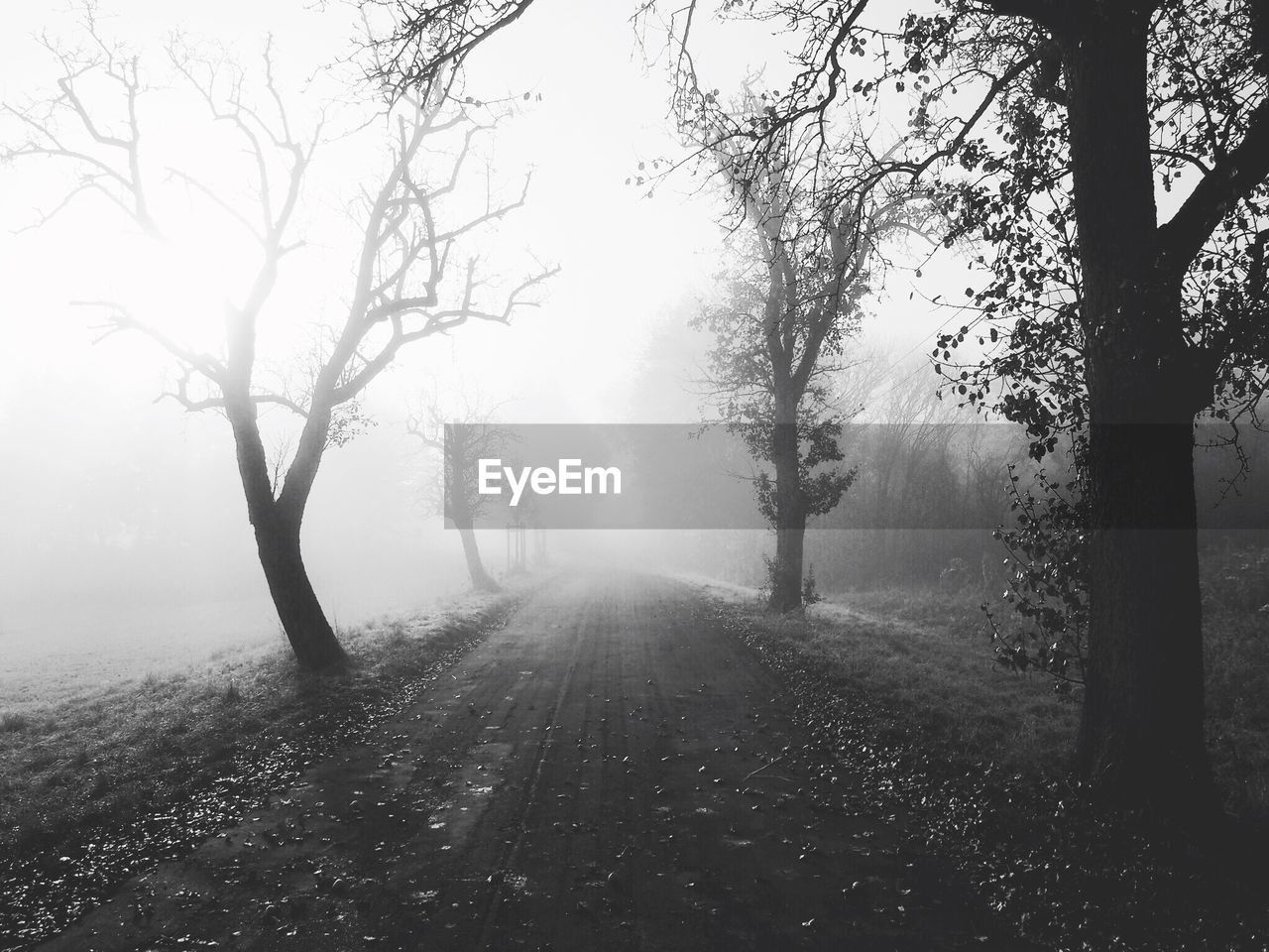 Street amidst trees in foggy weather