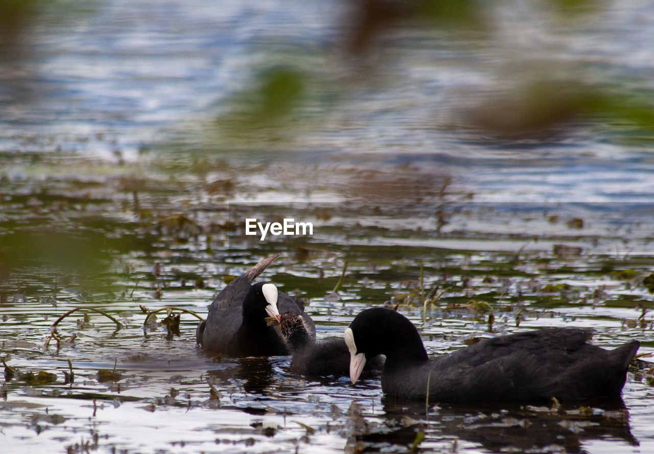 BIRDS SWIMMING IN LAKE