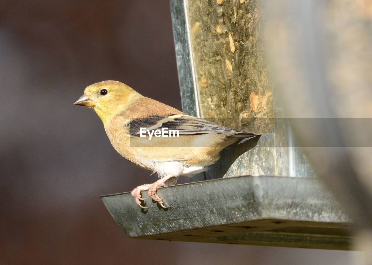 CLOSE-UP OF A BIRD