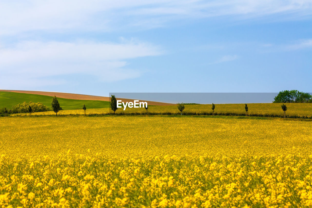 Scenic view of oilseed rape field against sky