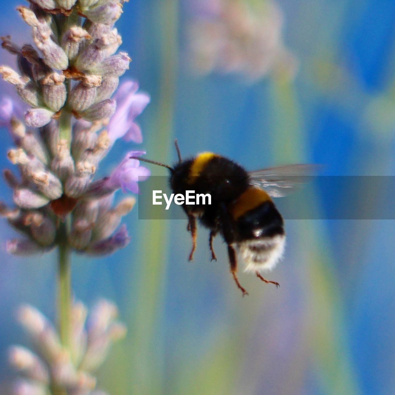 CLOSE-UP OF BEE POLLINATING FLOWER