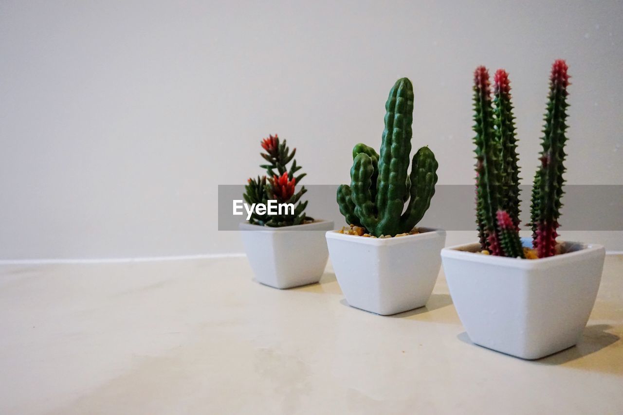 POTTED PLANTS ON TABLE
