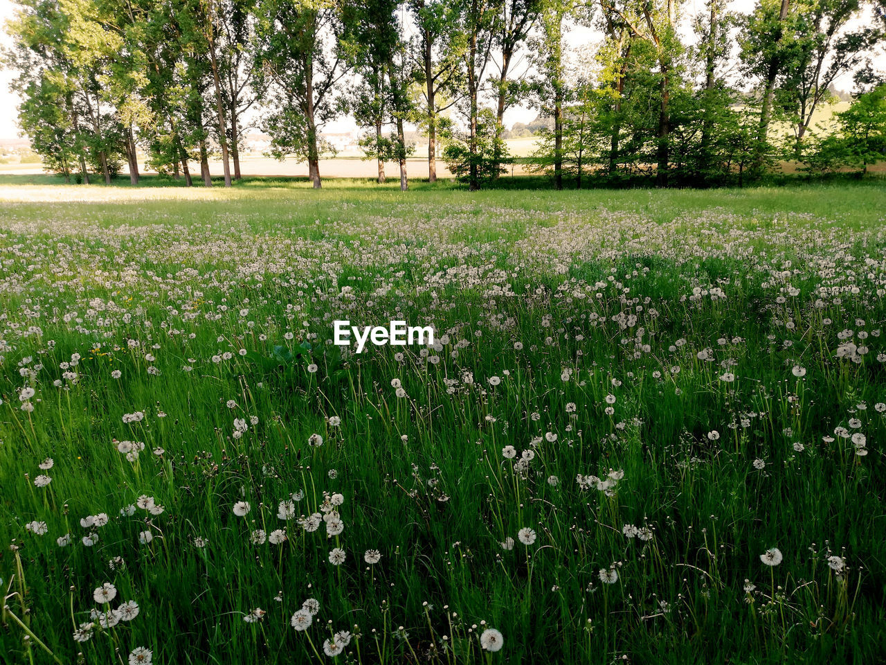 SCENIC VIEW OF GRASSY FIELD