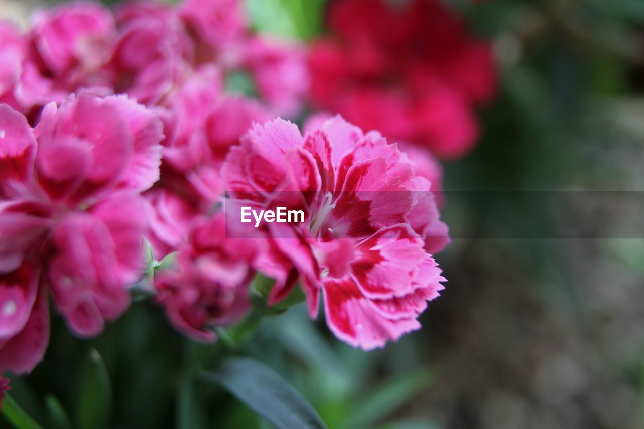 CLOSE-UP OF PINK FLOWERS